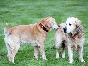 Leo und Lucky